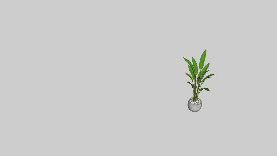 Plant