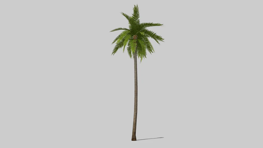 Coconut Palm