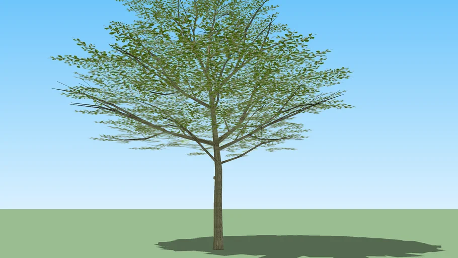 terminalia