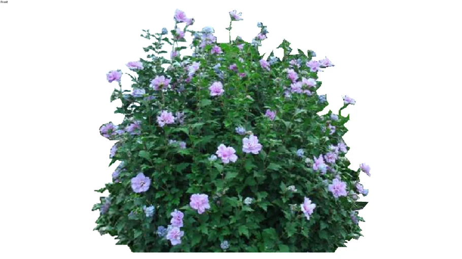 Shrubs - Mounding - Hibiscus hybrid