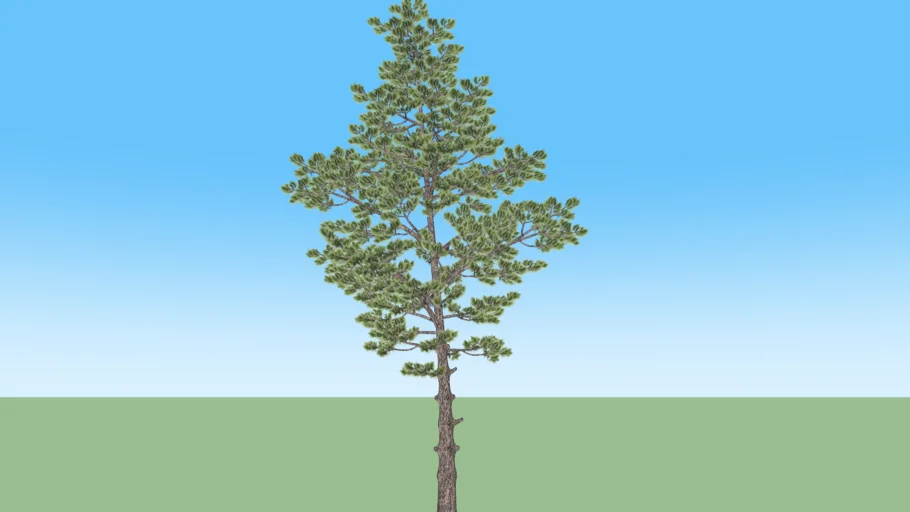 Realistic pine tree