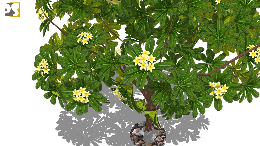 Plumeria-The Indian Champa Tree