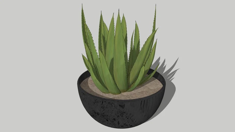 ALOE VERA PLANT | 3D Warehouse