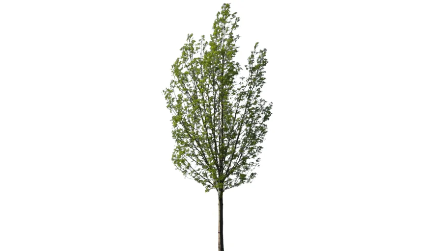 Aspen Tree