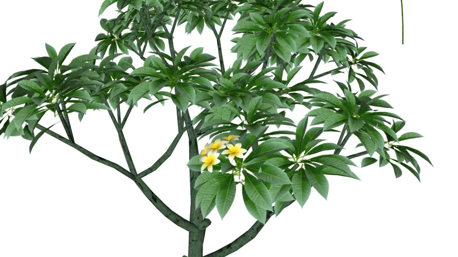 Plumeria rubra - Jasmim manga