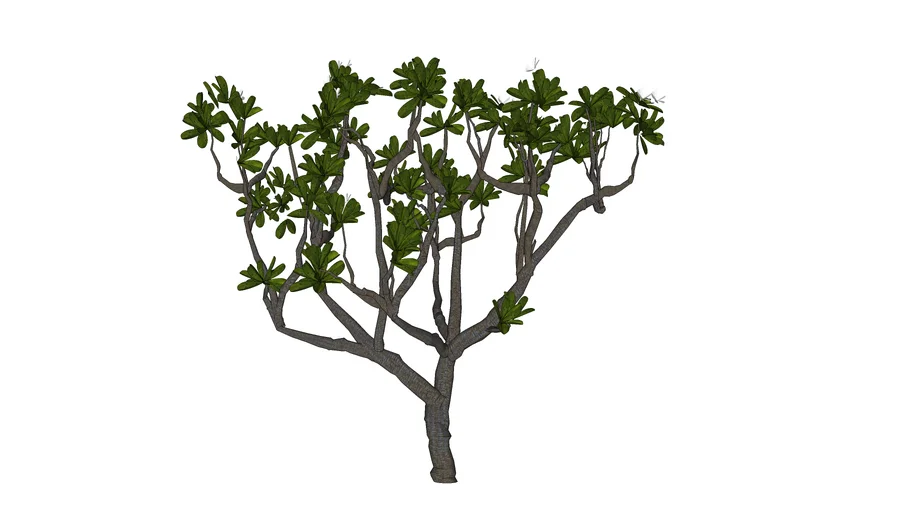 Frangipani tree