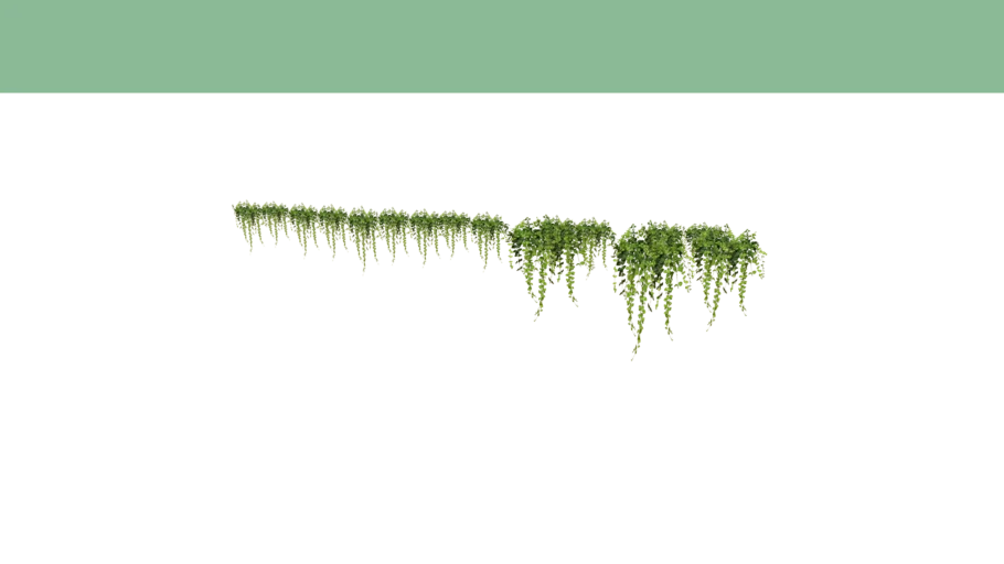 ivy plants hanging