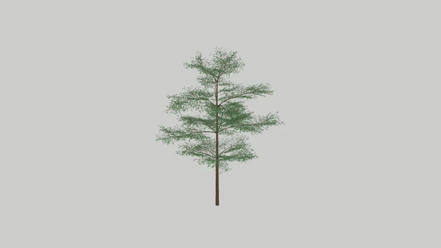 Terminalia mantaly