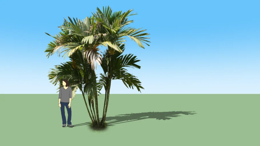 PALM