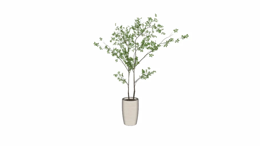 Plant in pot