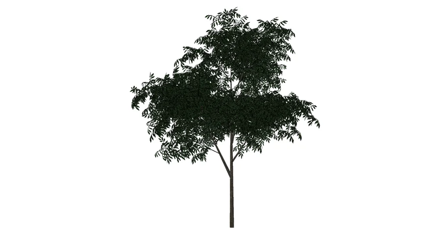 tree