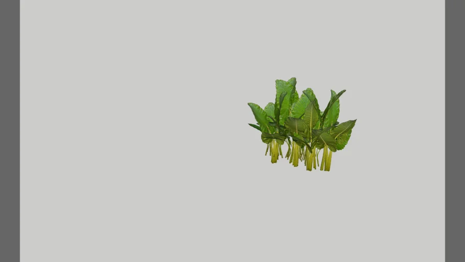 Alocasia Orelha de Elefante (Maciço)