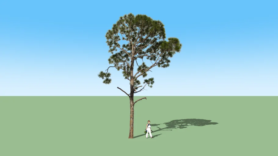 pinus