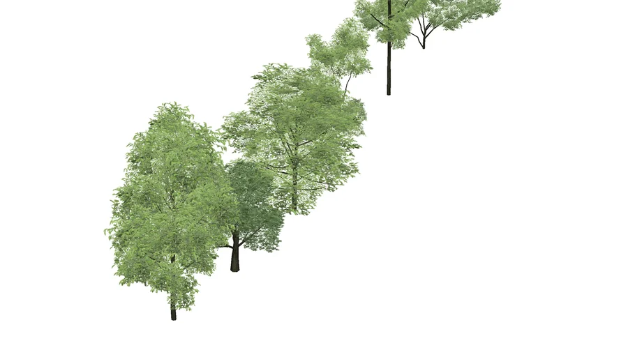 8 Arboles