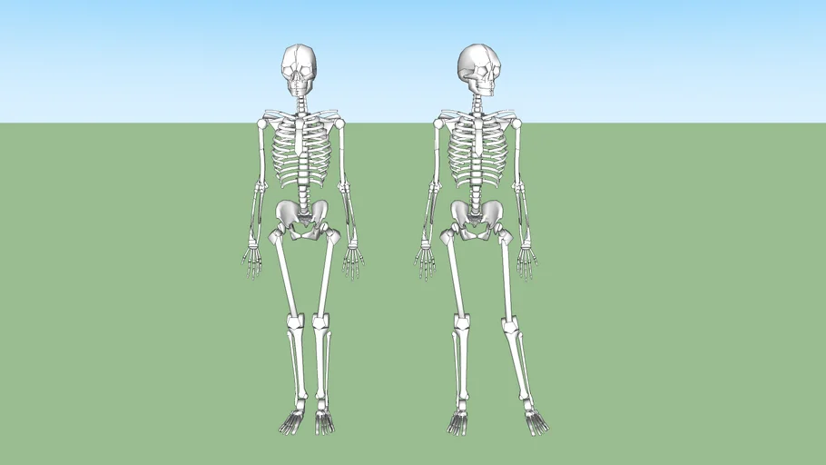 Skeleton