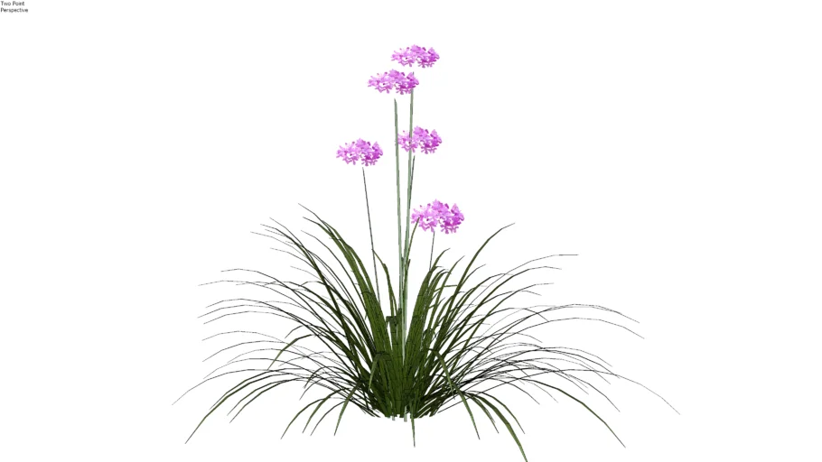 Tulbaghia violacea