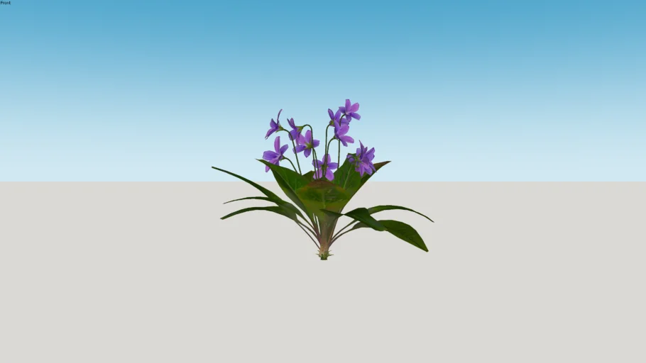 VIOLET FLOWERING