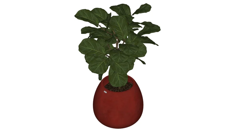 FICUS LYRATA + VASO E COR NACAR 02