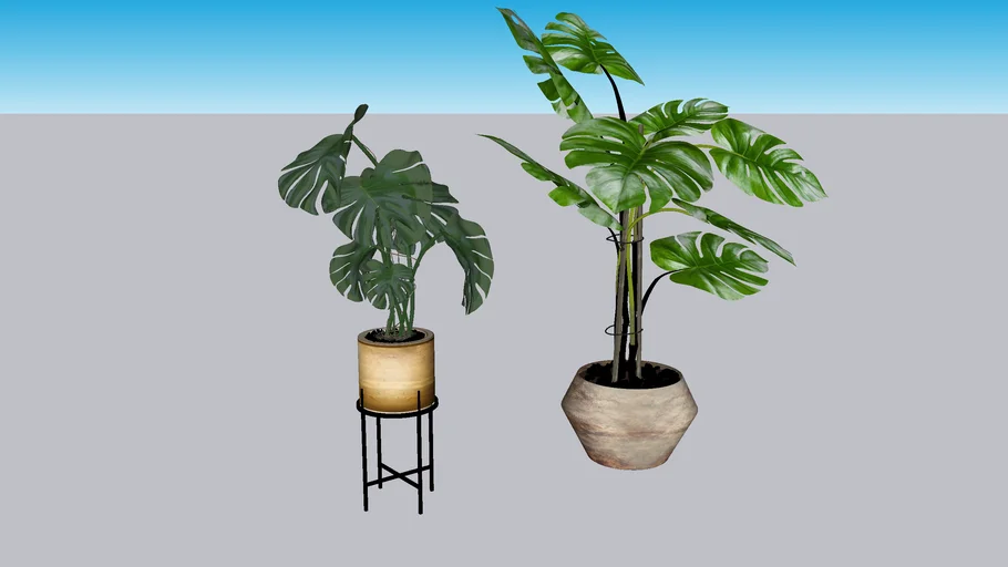 Monstera Plants