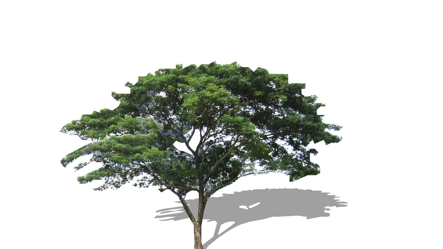 Trembesi
