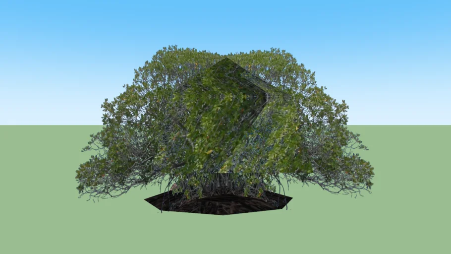Mangrove