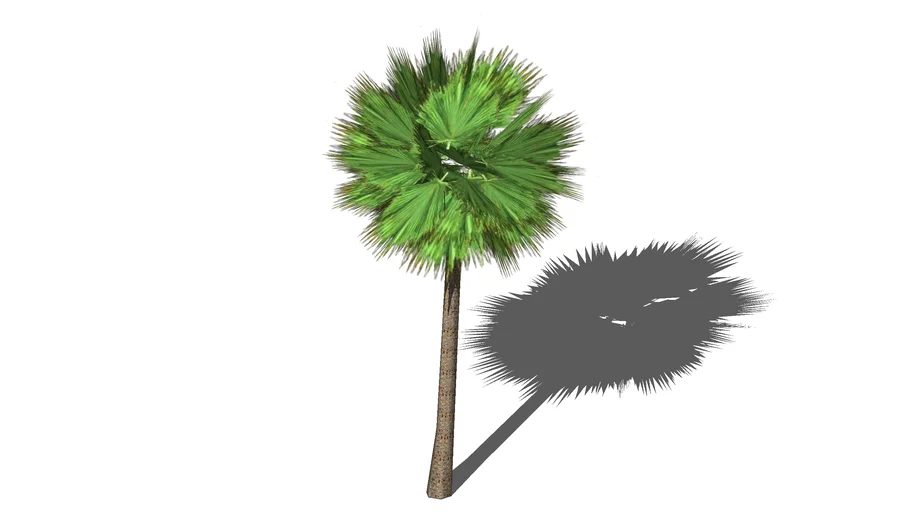 Tree - Palm - Chamaerops humilis