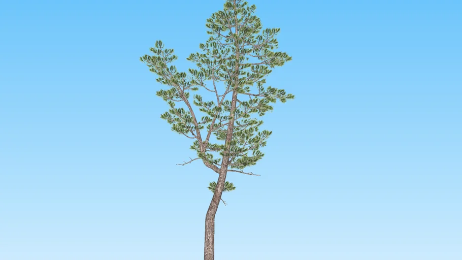 Pinus