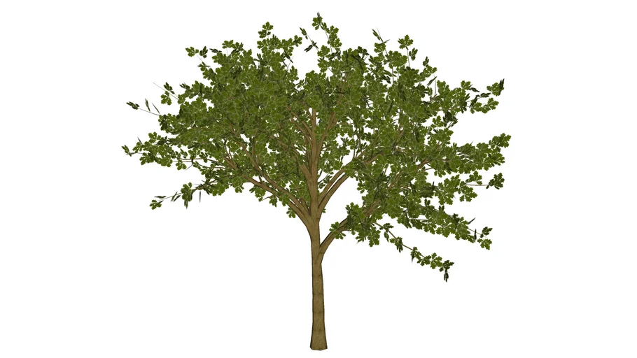 3D Generic Tree 17 - Oak Tree