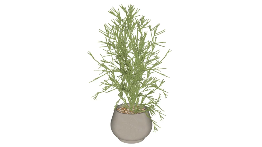 Euphorbia tirucalli | Avelóz | Sticks on Fire