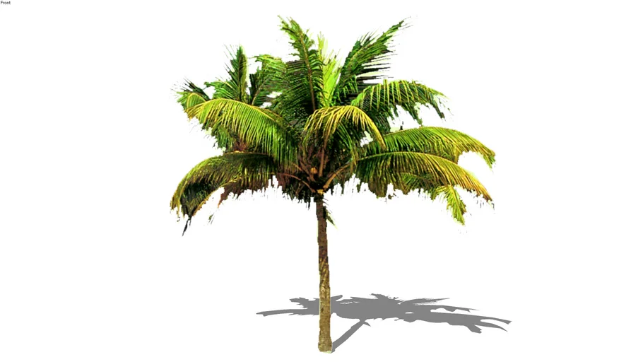 2d palm tree