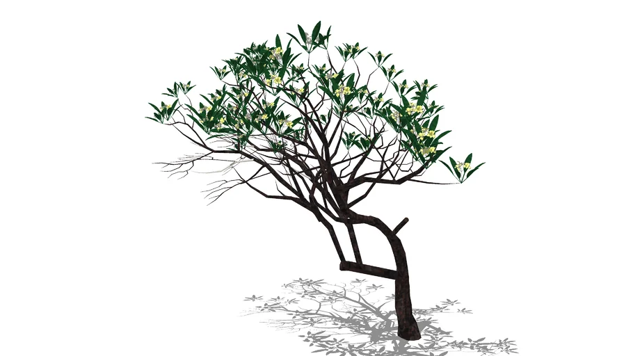 cây sứ