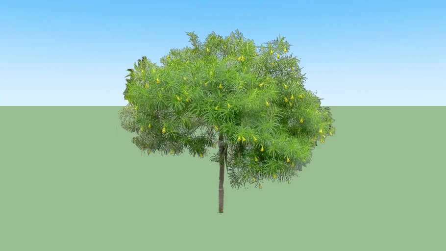 yellow oleander, lucky nut, suicide tree, be-still nuts