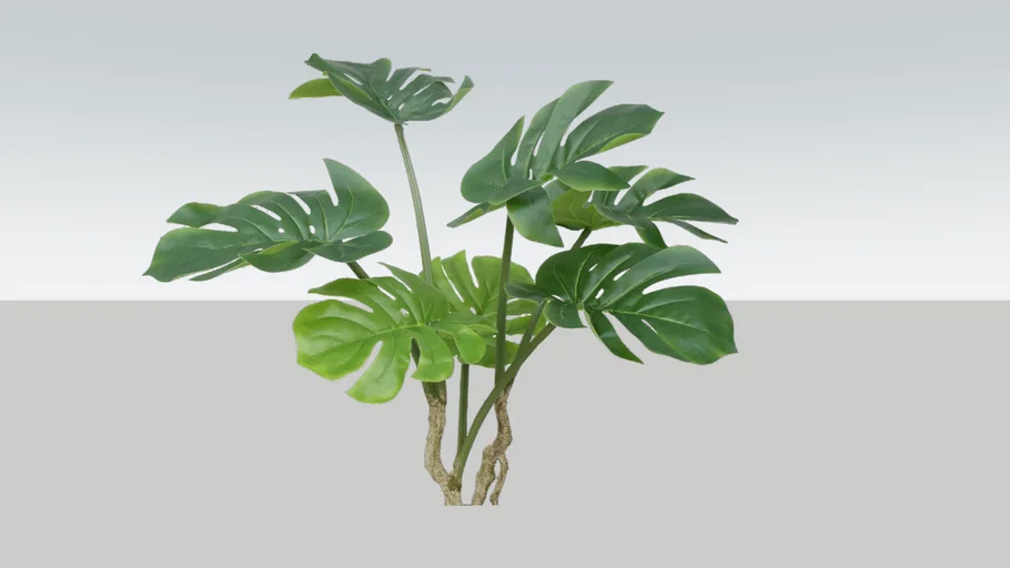 monstera plant 2d lowpoly detailed flower hipster | 3D Warehouse