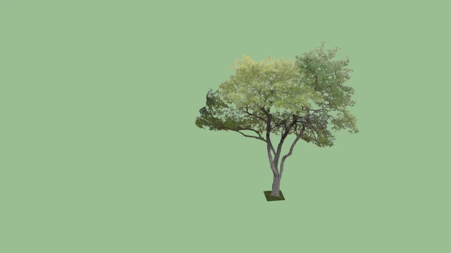 Arbol 2D