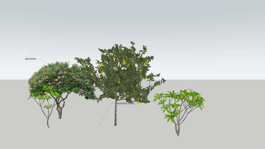 Plumeria Rubra Tree + 3D Plants + 3d Tree
