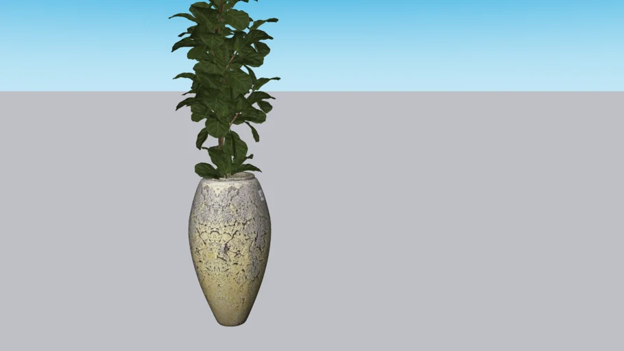 Vaso Organne