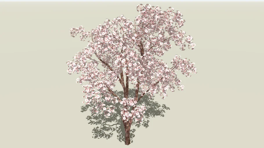  Cherry Blossoms