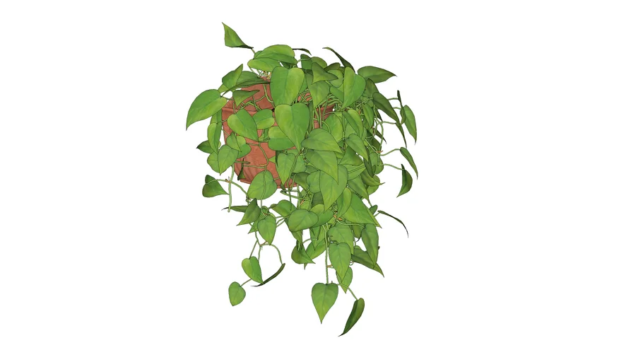 PLANTA TREPADEIRA 1