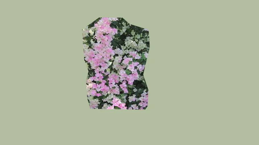BOUGAINVILLEA IMPERIAL DELIGHT