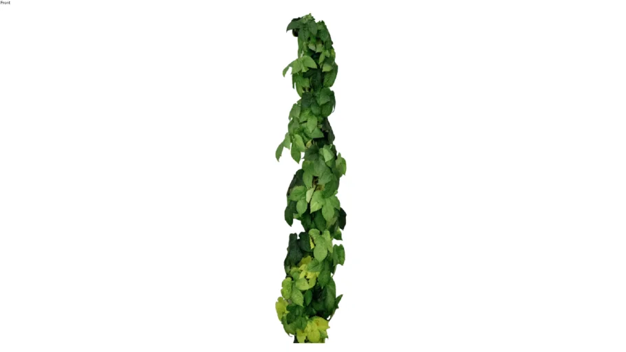 climbing plant vine