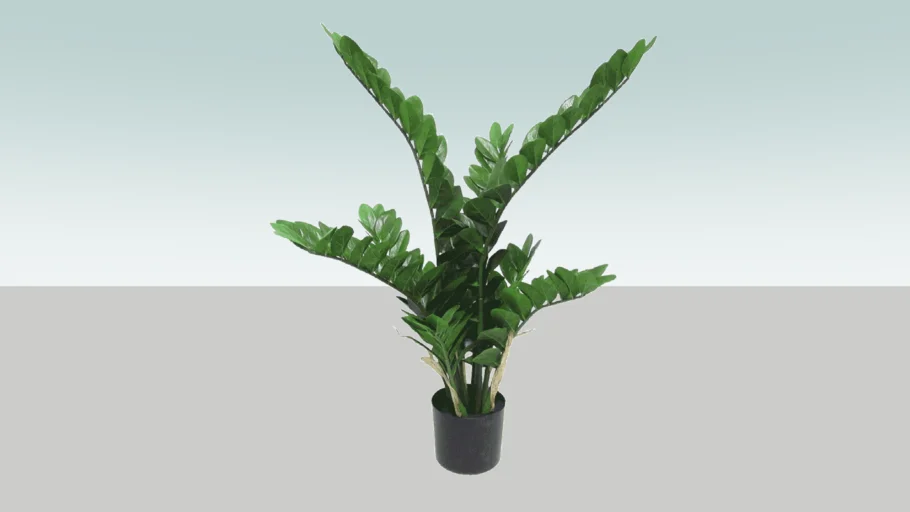 Zamioculcas Zamiifolia plant
