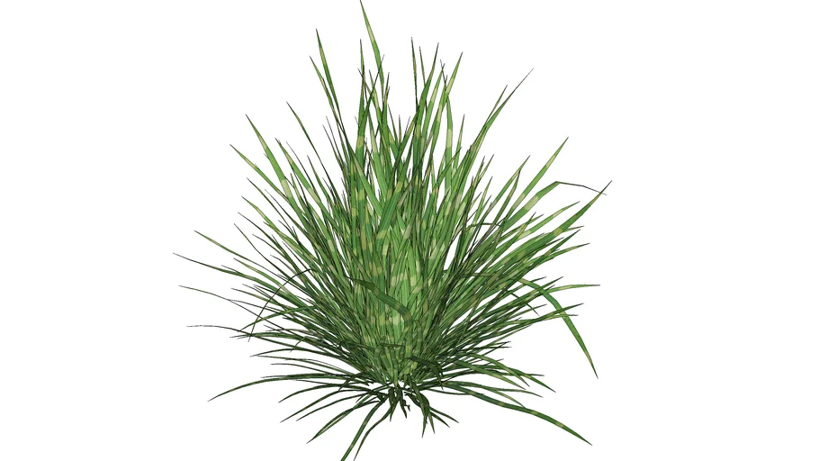 free 3d grass miscanthus sinensis zebrinus_01