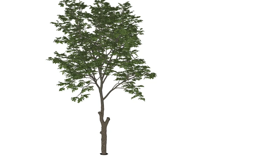 VIIC TREE 2 | 3D Warehouse