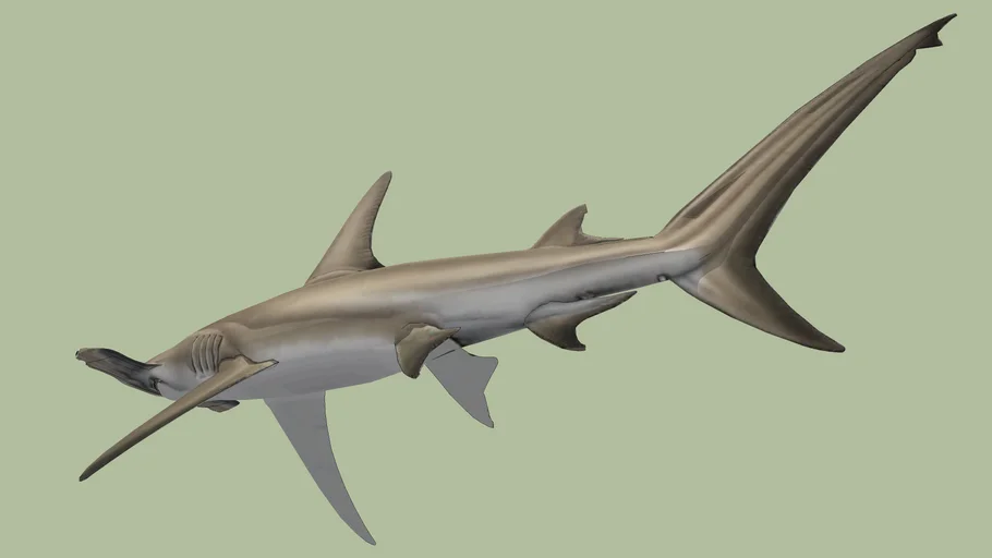Tiburón martillo gigante (Sphyrna mokarran)