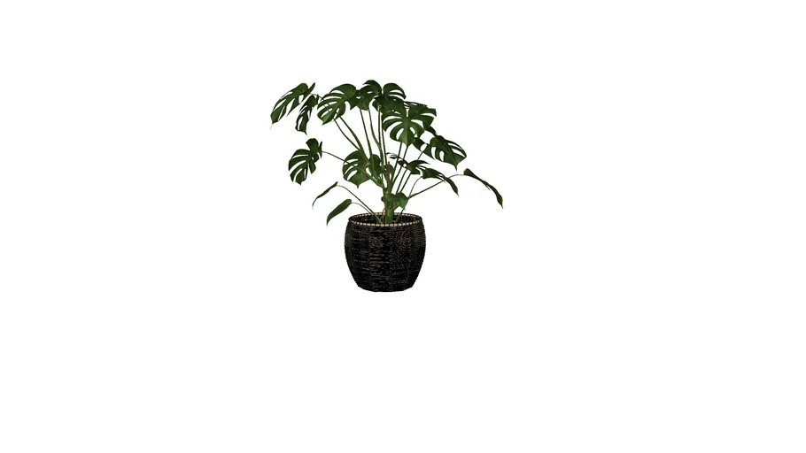 Plant in mand (montessera plant)