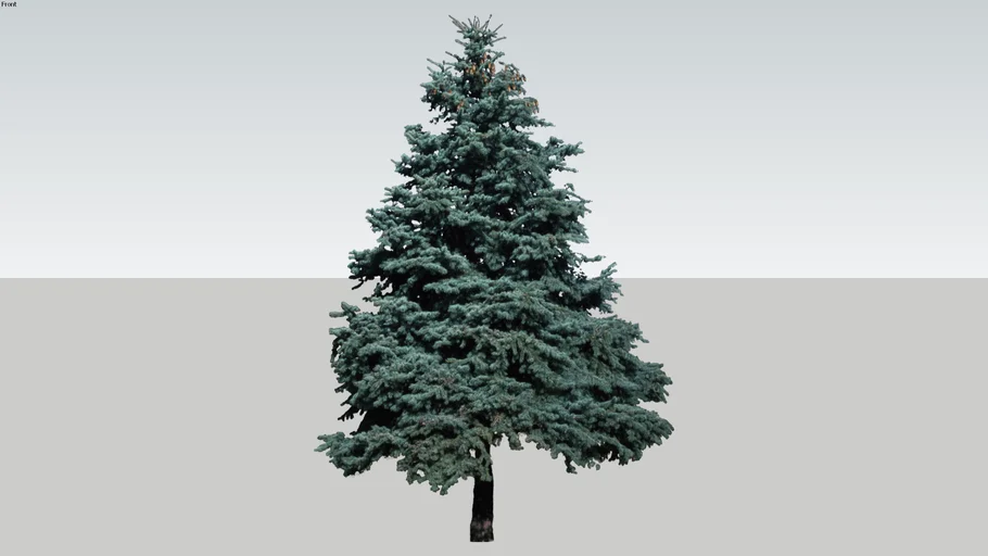 Picea punges