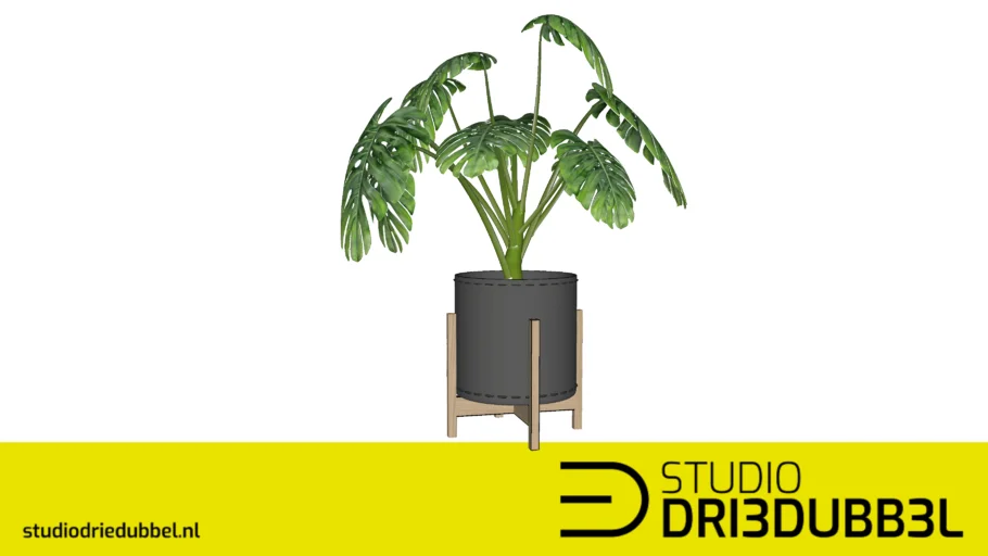 Plant Monstera