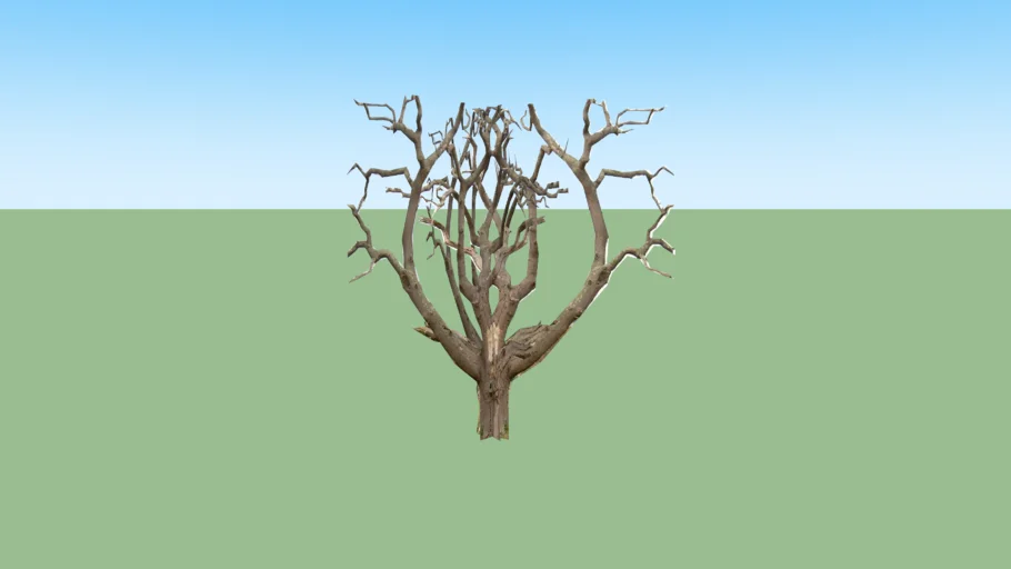 Oak Tree