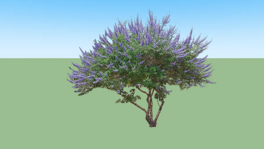 vitex agnus castus ; Chaste Tree,  Monk's Pepper, Vitex, Chasteberry, 