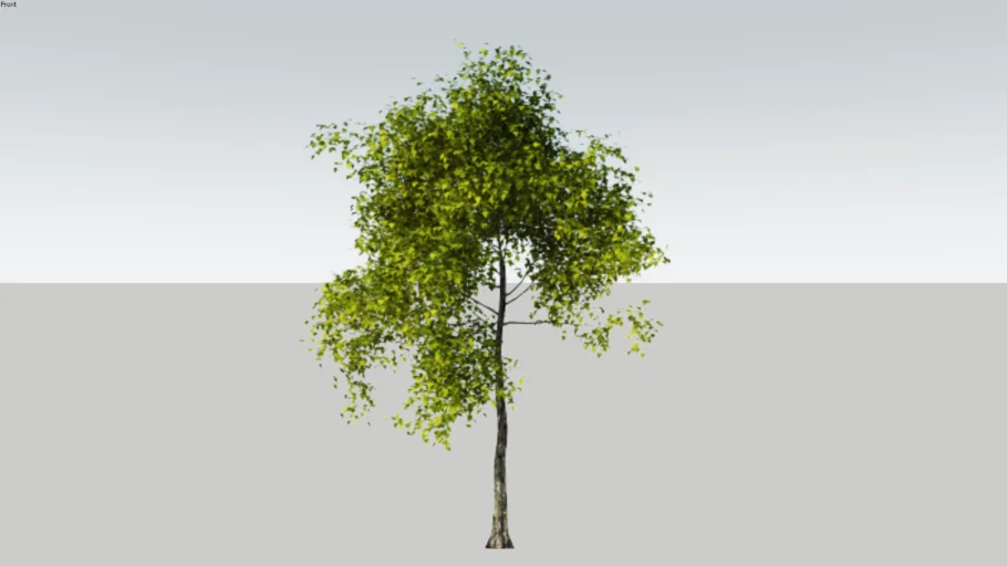 tree